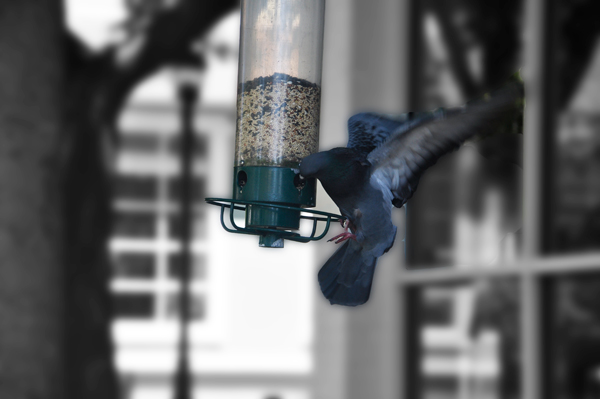 birds on feeder